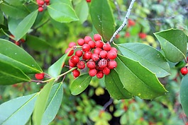 冬青,浆果,植物