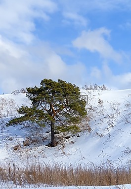 松,冬季,雪