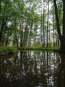 性質(zhì),森林,河
