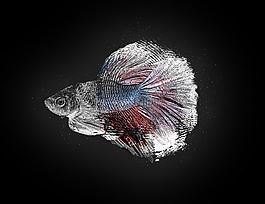 魚,多彩,動物