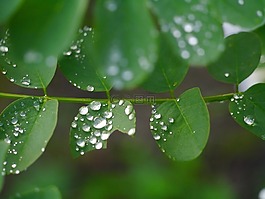 葉,草,雨