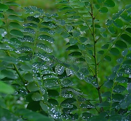 葉,草,雨