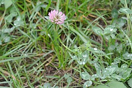 克萊,三葉草花,草花