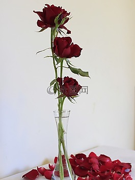 羅莎,性質(zhì),花