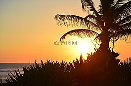 日落,海滩,椰子树