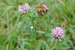 三葉草花,克萊,草花