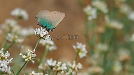 自然蝴蝶,昆蟲,宏