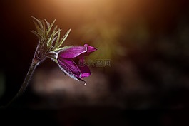 花,海葵,紫