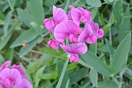 frauenschuh,開(kāi)花,紫