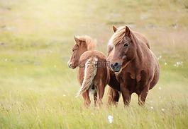 冰島馬,馬,駒