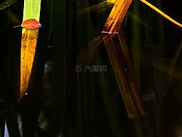 水,池塘,秋季