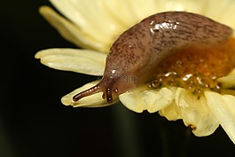 蝸牛,嬰兒,小