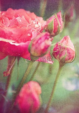 玫瑰,花,愛情