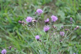 蓟,紫,开花