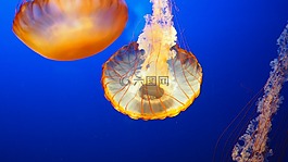 海蜇,水,水下
