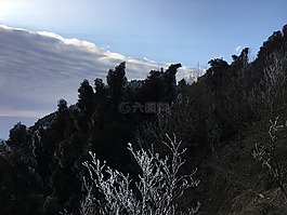 雪,山,樹(shù)