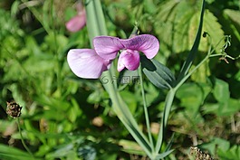 frauenschuh,開(kāi)花,紫