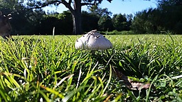 蘑菇,樹,草甸