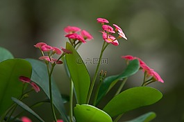 花,kvetinka,粉紅色