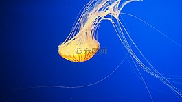 海蜇,水,水下