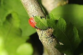 甲蟲,偽裝,綠色