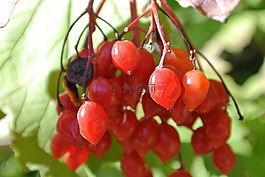 浆果,红色,rowanberries