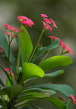 花,kvetinka,粉紅色