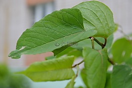 葉子,性質(zhì),綠黨