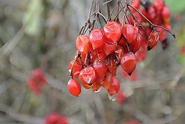 浆果,红色,rowanberries