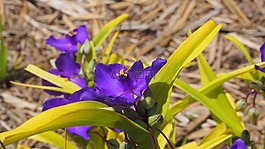 紫色花,紫色,花