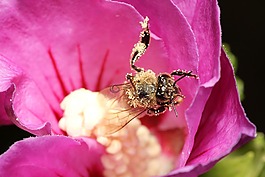 蜜蜂,花粉,昆蟲