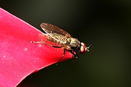昆蟲(chóng),蚊子,性質(zhì)