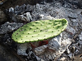 仙人掌,花椒梨,葉