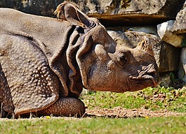 犀牛,野生動物,哺乳動物