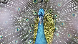 孔雀,鳥,動(dòng)物園