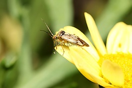 飛,開(kāi)花,宏
