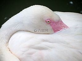 火烈鳥,鳥,性質(zhì)