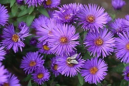 自然,花,植物區(qū)系