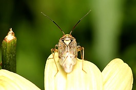 甲蟲(chóng),昆蟲(chóng),宏