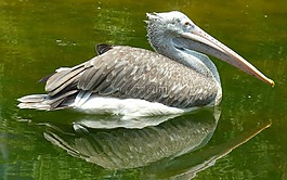 鵜,鳥,自然