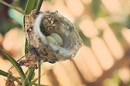 蜂鳥,小雞,鳥