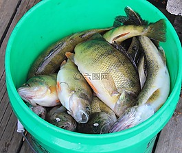 釣魚(yú),魚(yú),斗