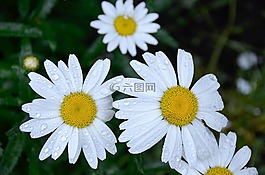 雛菊,雨,滴