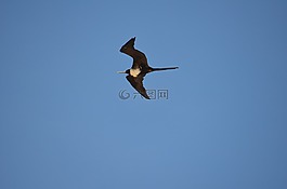 鳥,飛行,天空