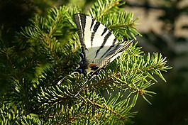 entomo,蝴蝶,春天