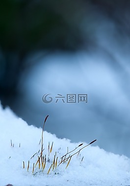 青苔孢子,冬天,雪