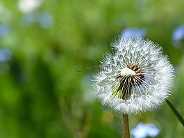 蒲公英,綠色,花
