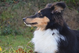 設(shè)得蘭群島牧羊犬,配置文件,鼻子