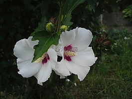 白,花卉,性質(zhì)