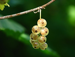 葡萄干,浆果,未成熟的